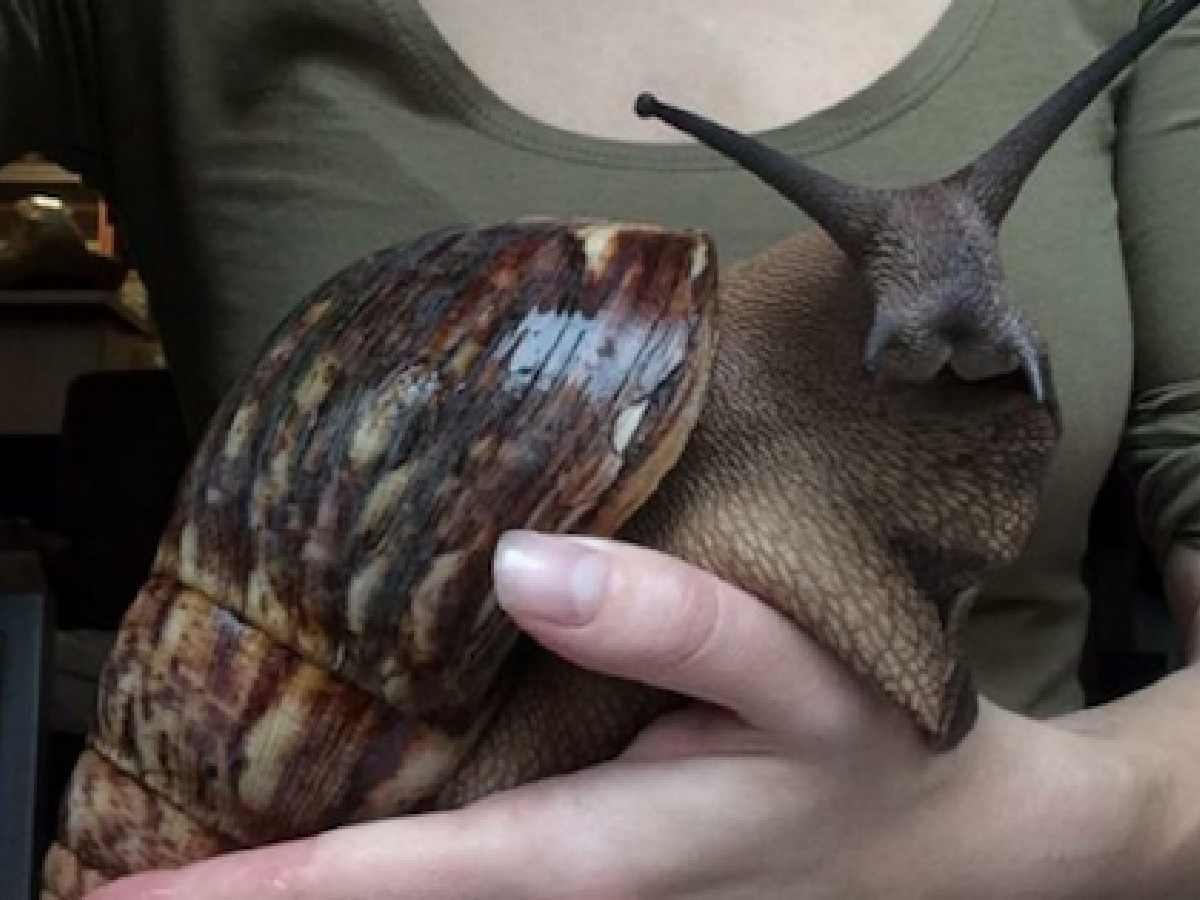 États-Unis : des escargots géants d’Afrique provoquent la mise en quarantaine d’une ville en Floride