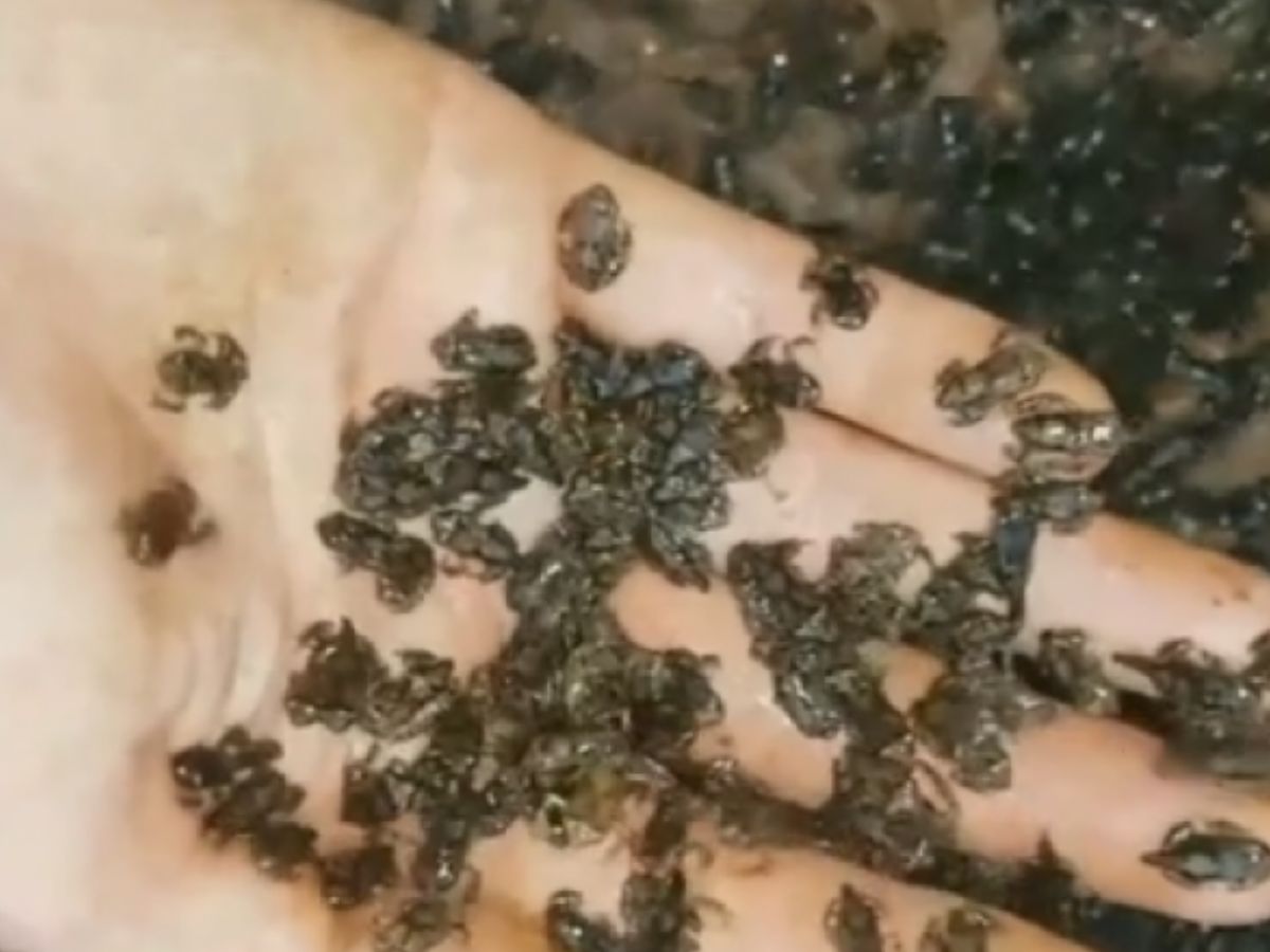 Il crée une armée de millions de grenouilles et inspire TikTok ; les experts s’inquiètent (vidéo)