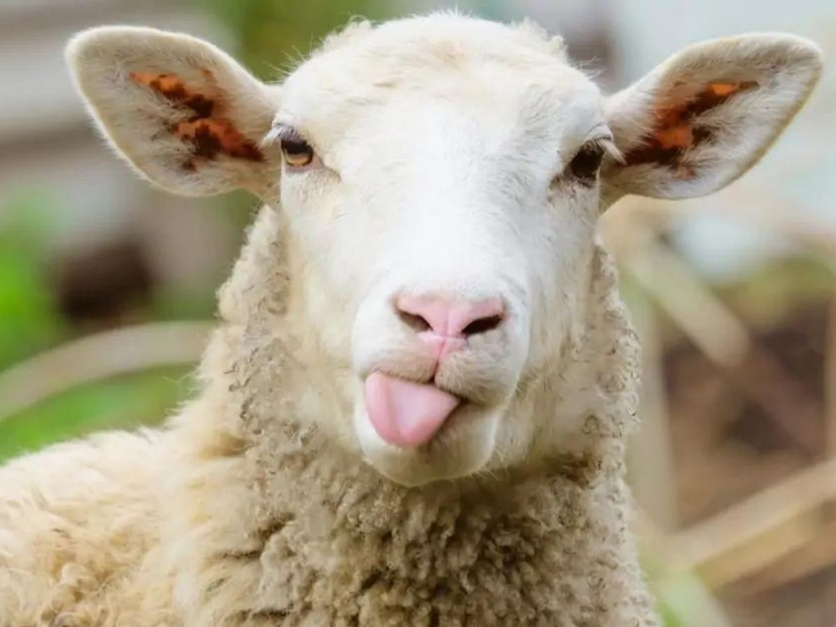 Tabaski : quand le mouton s’enfuit sur le toit de la maison (vidéo)