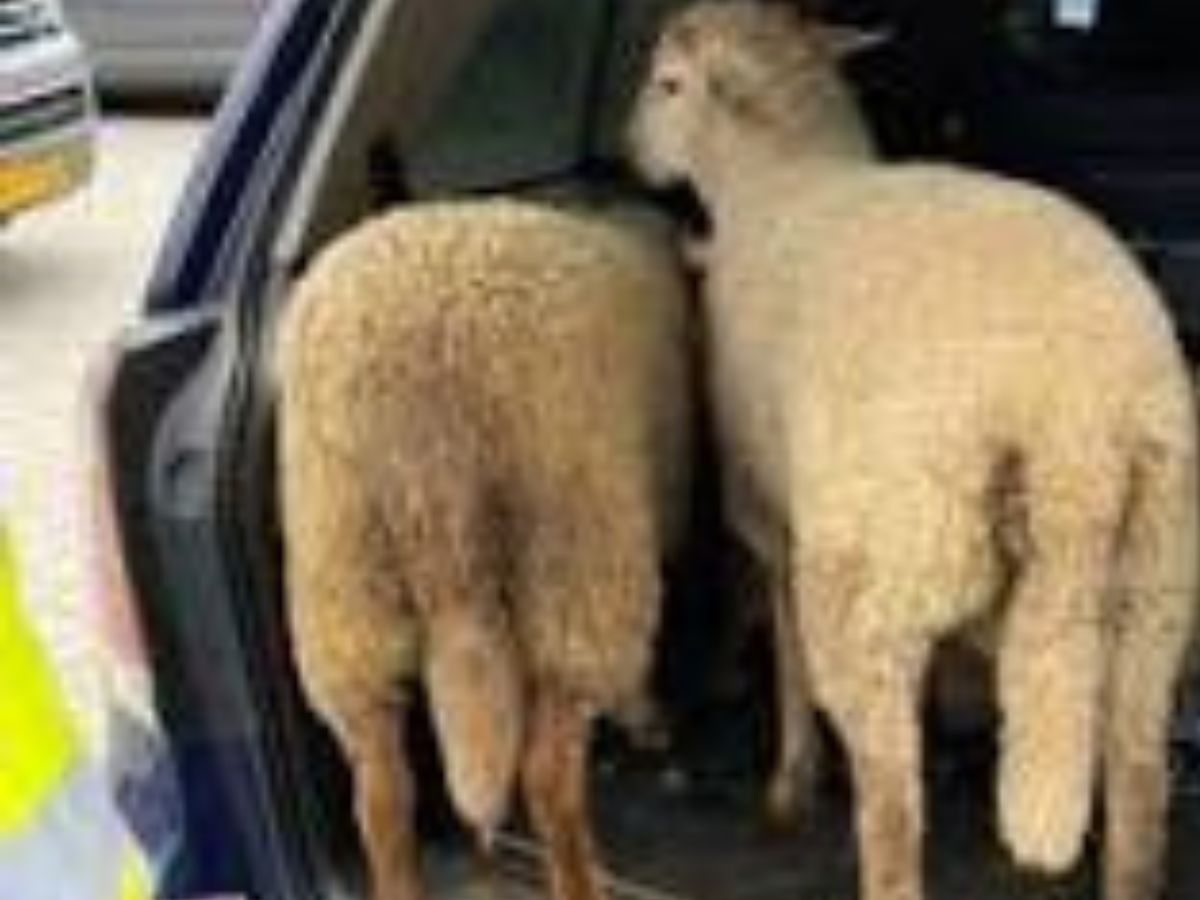 Des voleurs interpellés avec des voitures remplies de moutons (Photos)