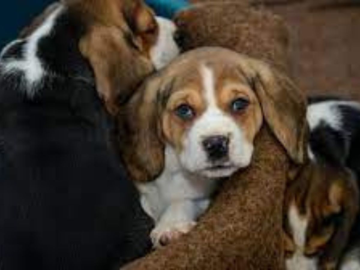 Etats-Unis : un mystérieux virus tue de nombreux chiens