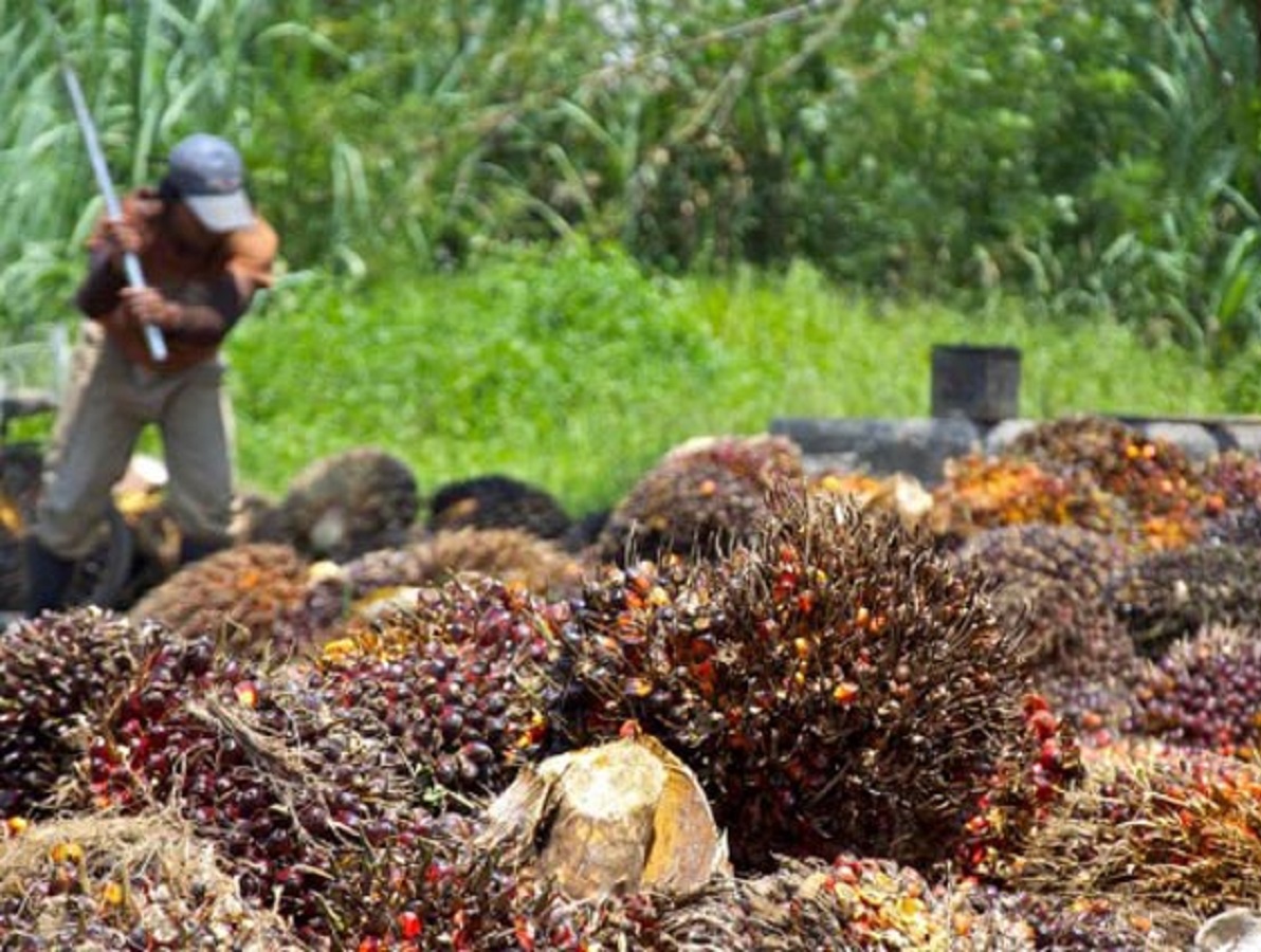 Gabon : Du biocarburant produit à base d’huile de palme bientôt disponible