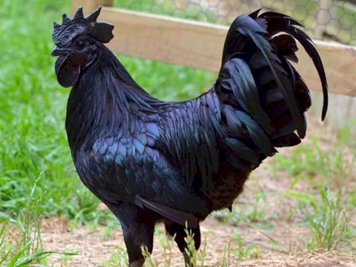 Plumes, organes, chair et os tous noirs : Ayam Cemani, le poulet qui coûte au moins 1 million de FCFA
