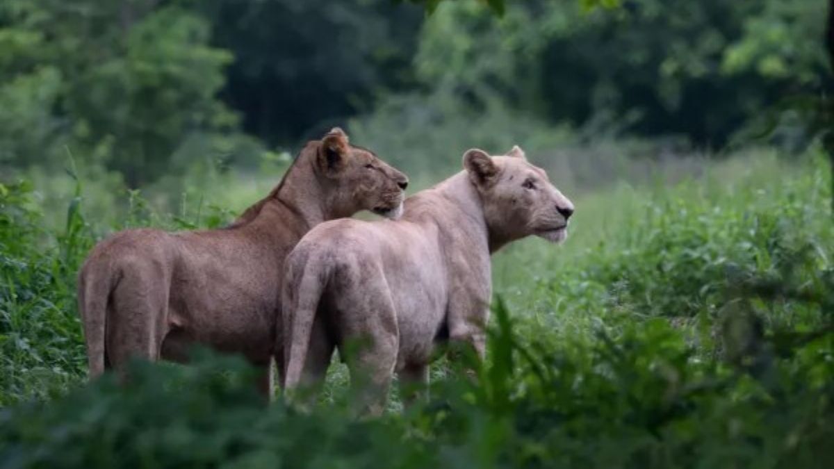 « Qui veut acheter un lion ? » Gosse polémique après la mise en vente aux enchères de 12 lions