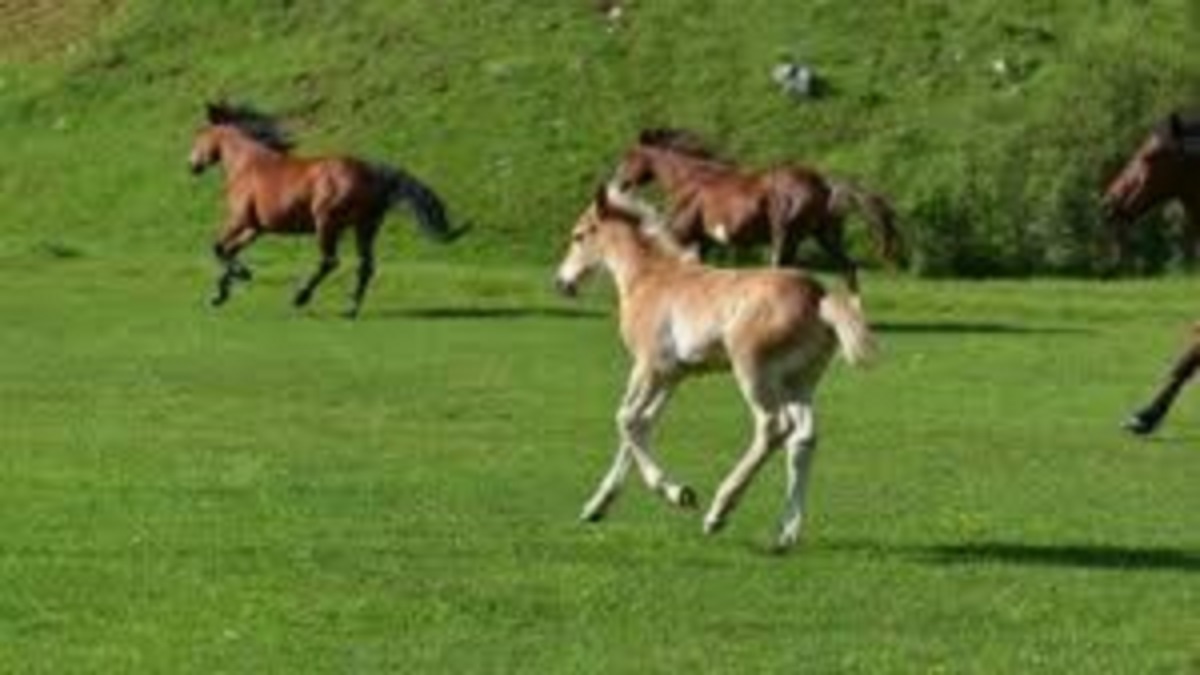 Cherté de l’essence : la société Gozem a-t-elle opté pour les chevaux pour ses courses ? (photo)