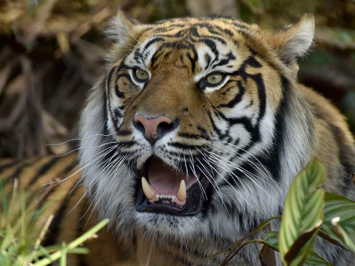 Courage d’une maman : elle se bat à mains nues avec un tigre qui s’apprêtait à dévorer son bébé
