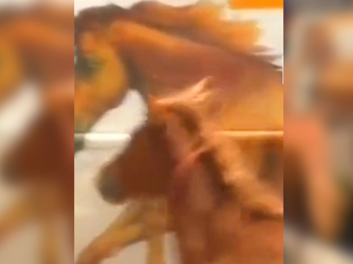 Insolite : un poulain fait la course avec un cheval aperçu sur l’affiche publicitaire d’un bus (vidéo)