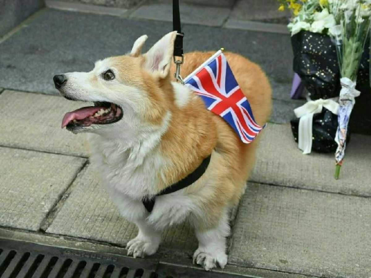 Mort d’Élizabeth II : les petits chiens adorés de la Reine, les corgis, atteignent des prix de vente record