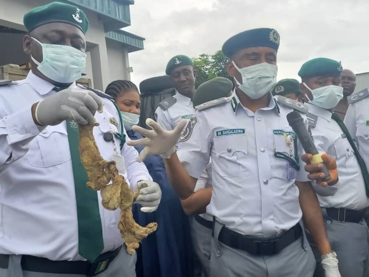 Nigeria : saisie de 7000 organes génitaux