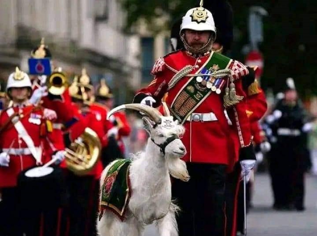 Un bouc blanc a-t-il été sacrifié lors des funérailles d’Elisabeth II et de l’intronisation de Charles III ?