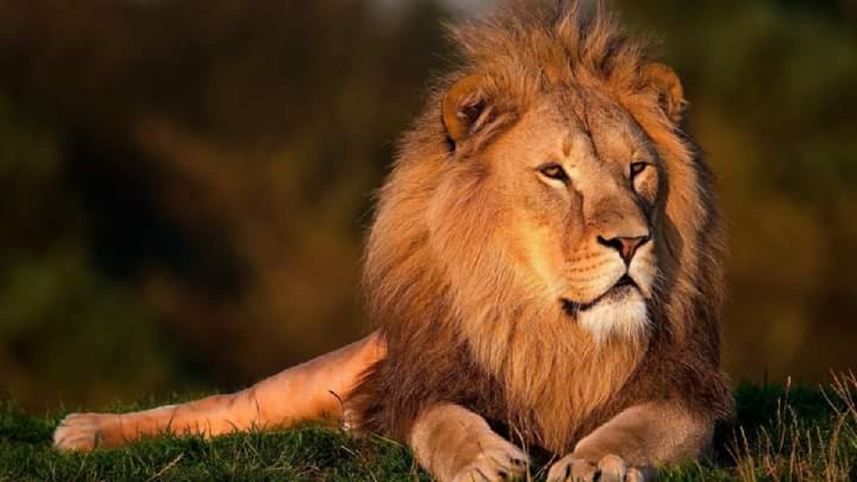 Football : un joueur menacé par un lion lors de sa présentation avec son nouveau club (vidéo)