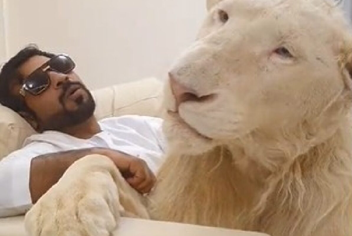 Incroyable ! Un lion utilisé comme animal de compagnie se comporte comme un chien (vidéo)
