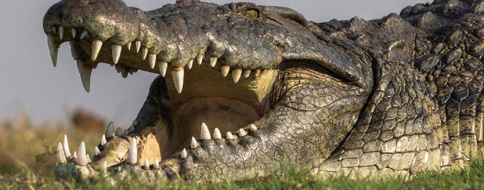 Insolite : Il fuit un éléphant et se retrouve dans les mâchoires d’un crocodile