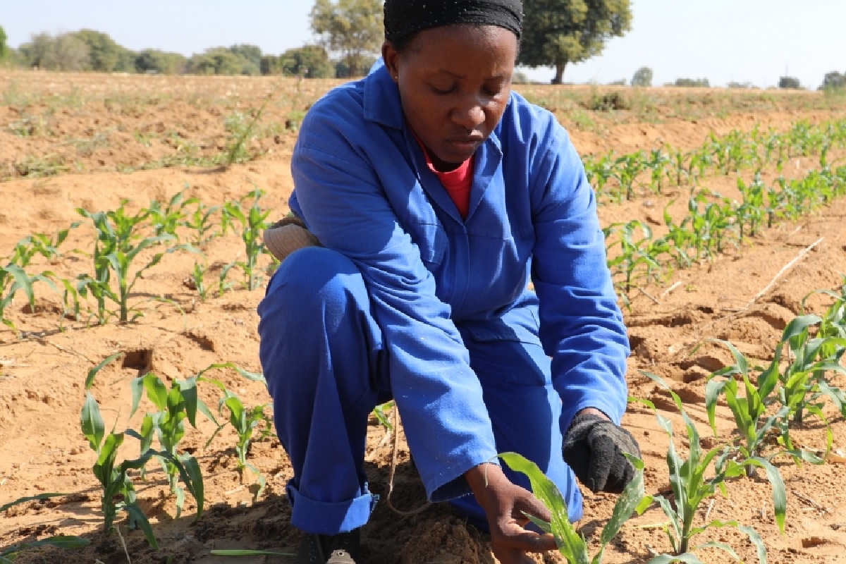 Togo : Le gouvernement recrute pour la création d’une agence de transformation agricole ; voici les conditions pour postuler
