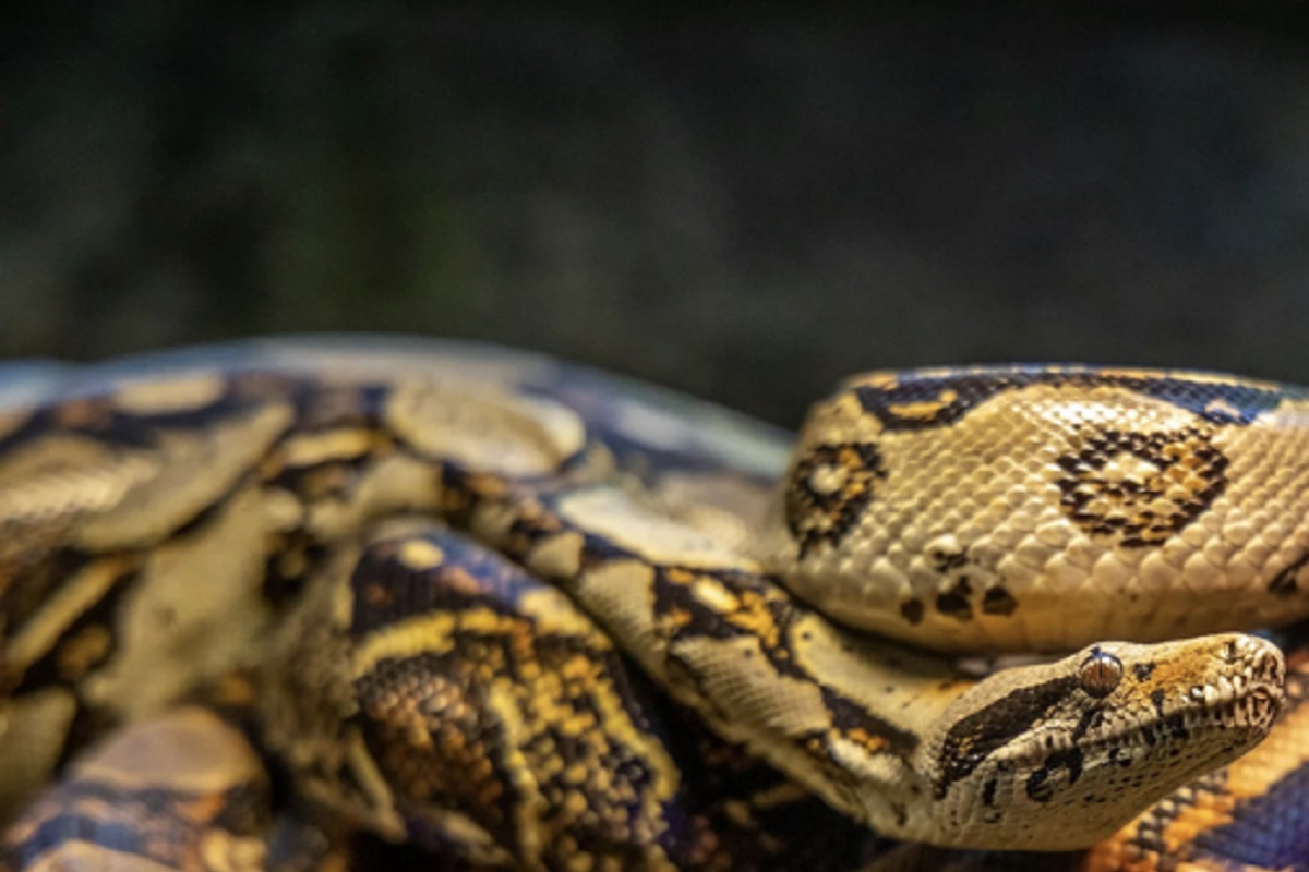 Une femme retrouvée dans l’estomac d’un python géant