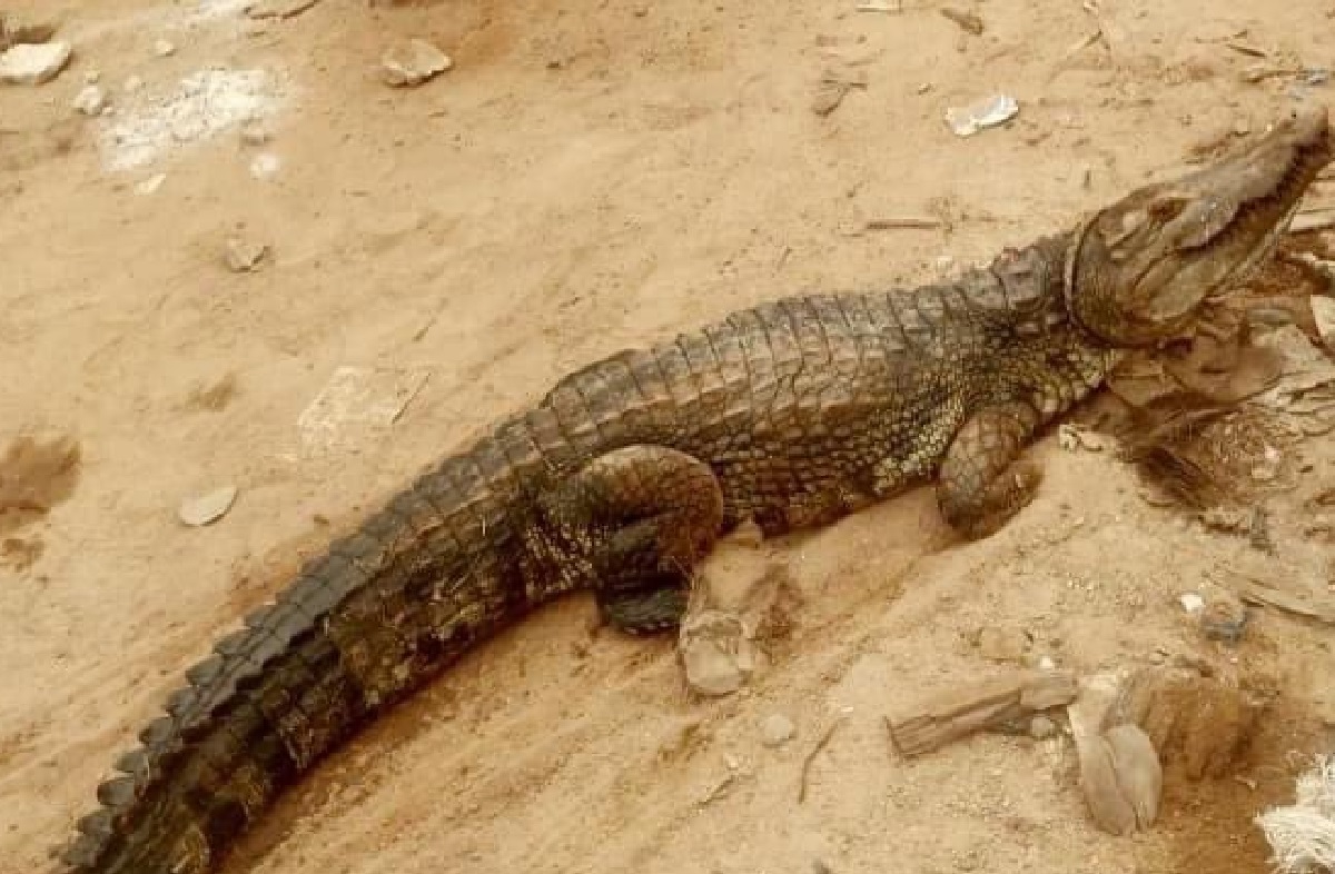 Côte d’Ivoire : La présence d’un saurien en divagation signalée