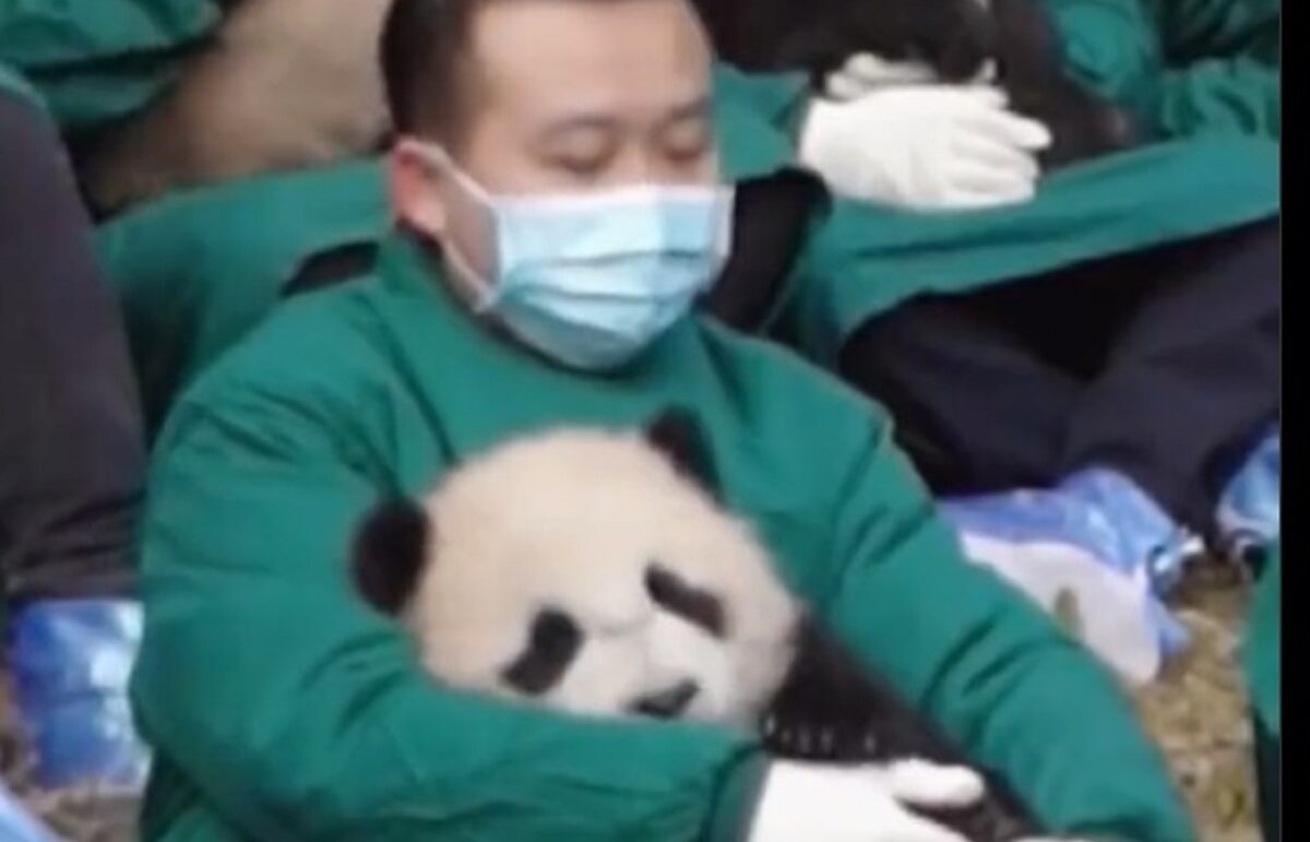Insolite : Ce métier consiste à faire dormir un animal (vidéo)