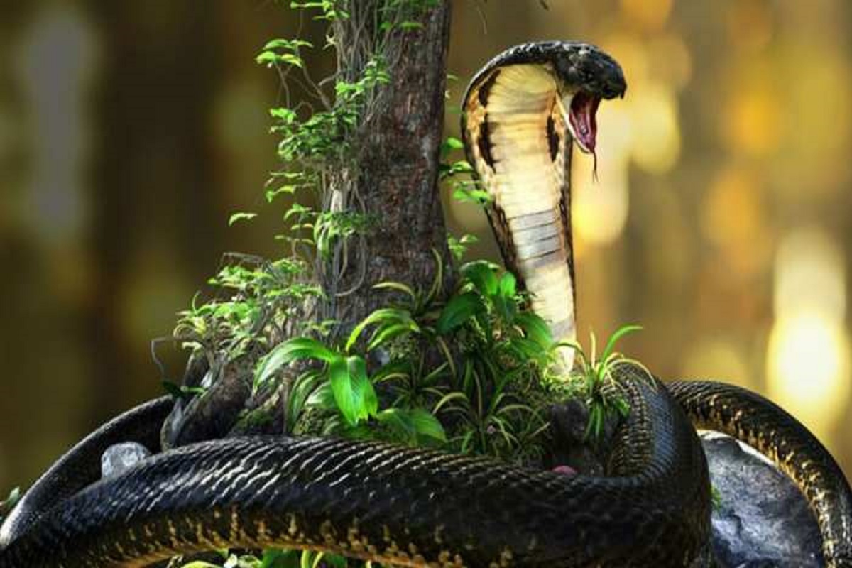 Insolite : un cobra meurt après avoir été mordu par un garçon de 8 ans