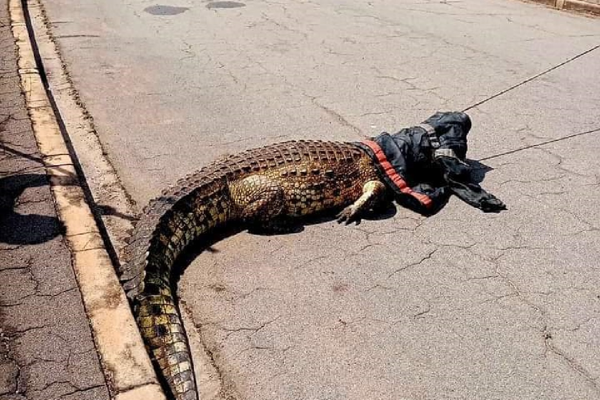 Côte d’Ivoire : un énorme crocodile retrouvé dans le palais présidentiel