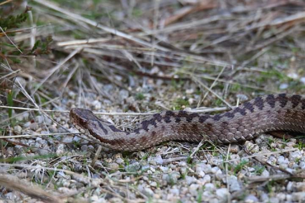 Togo : décès d’un élève à la suite d’une morsure de serpent dans un champ de son enseignant