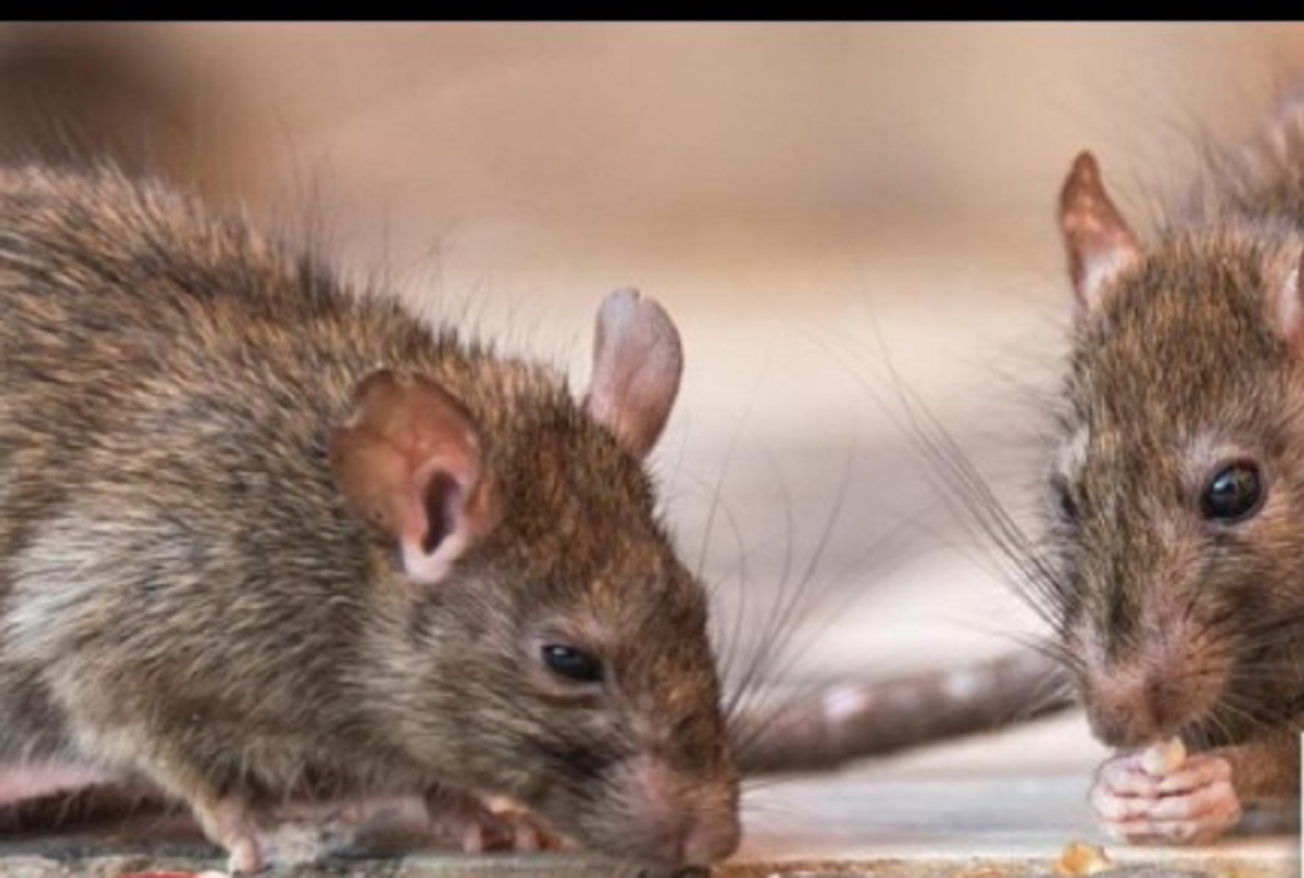 Insolite : Des rats font partir en fumée plus de 300 millions