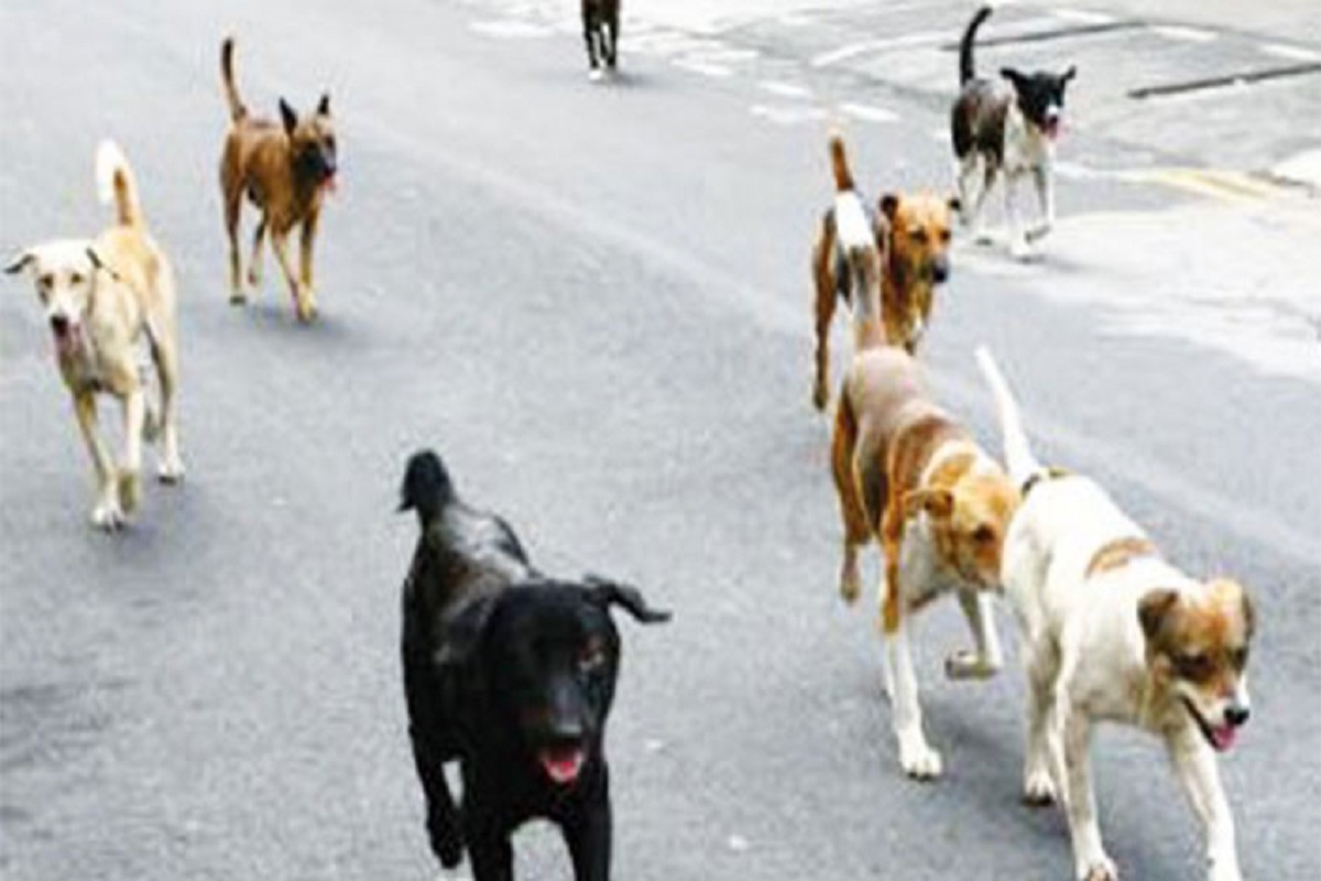 Drame : un garçon de 10 ans dévoré à mort par 12 chiens sauvages