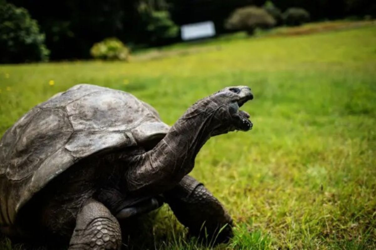 Jonathan la tortue : le plus vieil animal terrestre vivant fête ses 190 ans