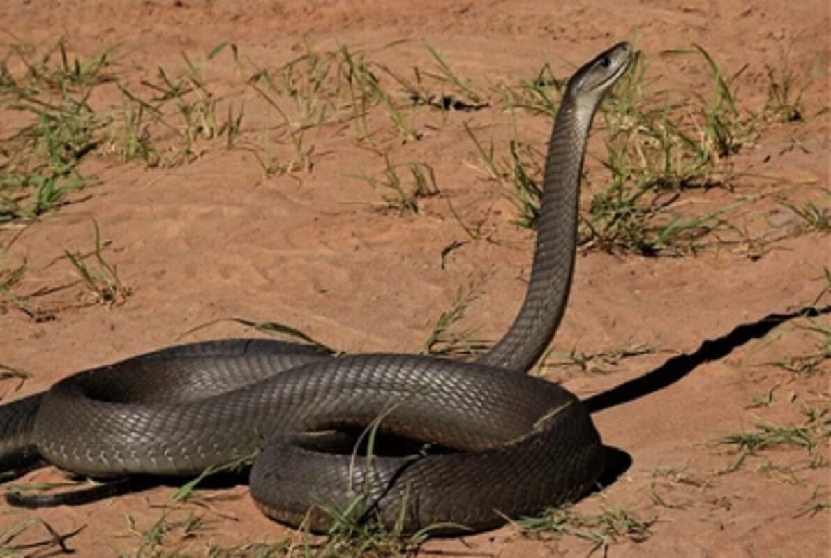 Drame : une écolière meurt après avoir été mordue par un serpent
