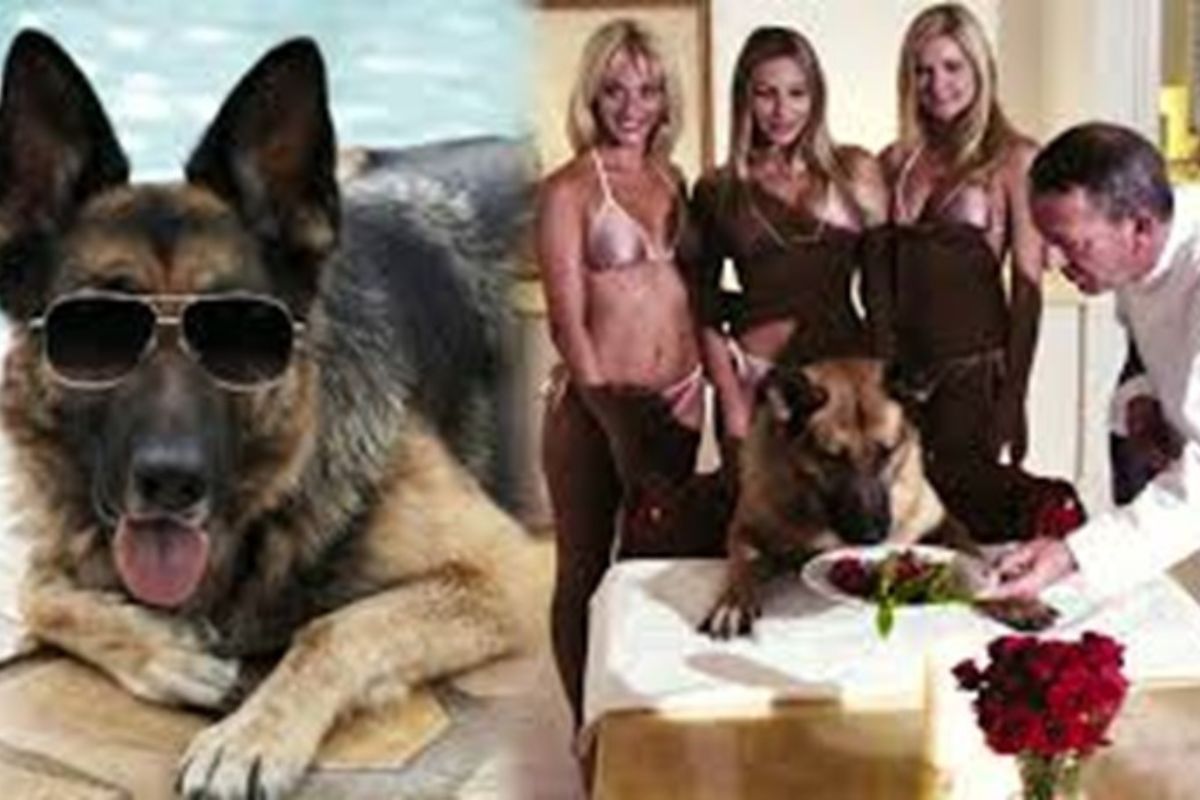 Gunther histoire incroyable chien riche monde