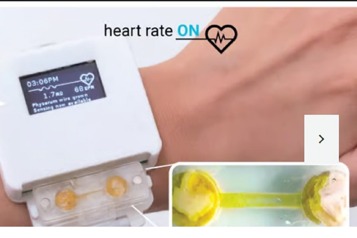 Des scientifiques fabriquent une montre vivante ! Elle meurt sans nourriture (photo)