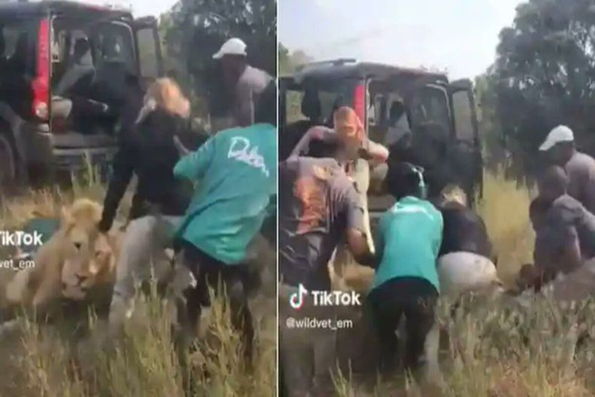 Un lion sous sédatif se réveille soudainement et pourchasse un vétérinaire et son équipe (vidéo)