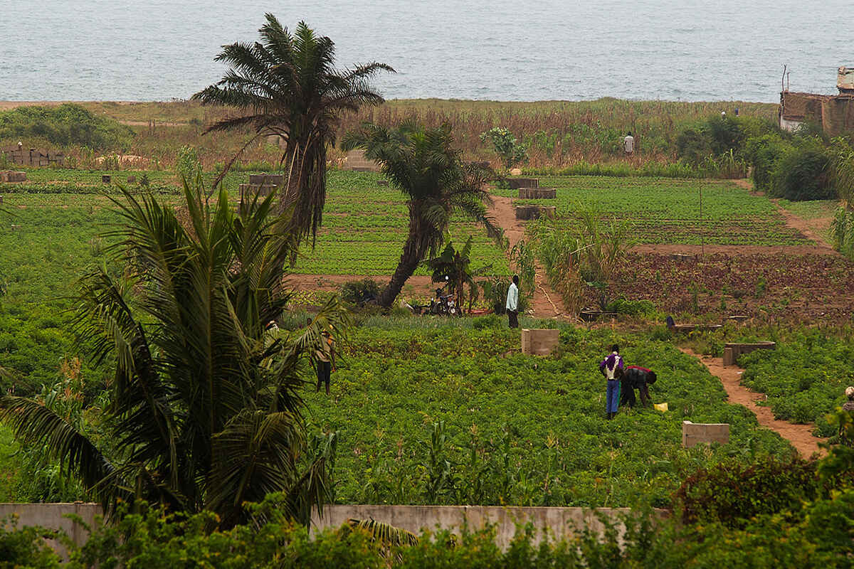 Togo : l’agriculture, une mine d’or verte à valoriser