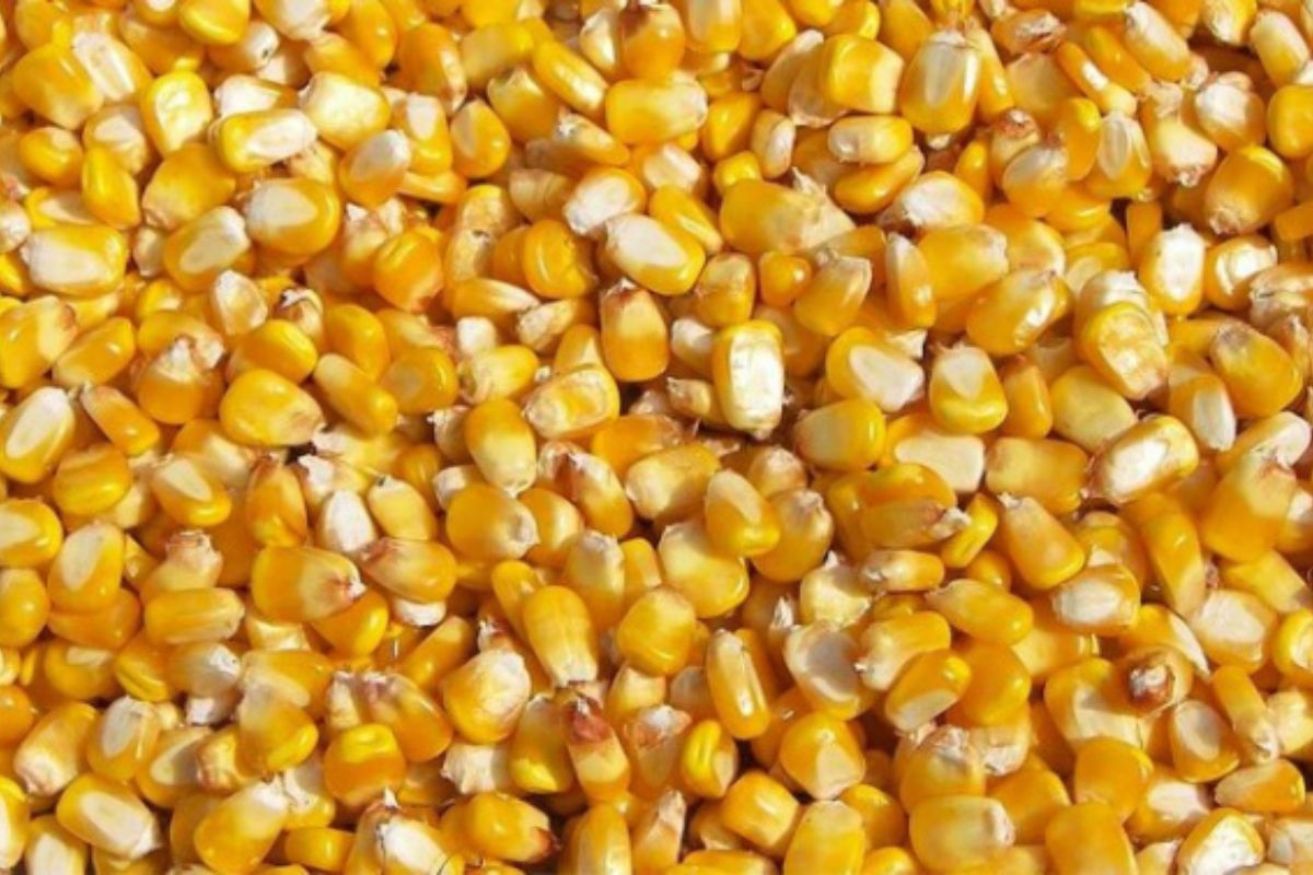 Coût de vie au Niger : les prix des céréales en baisse sur les marchés agricoles