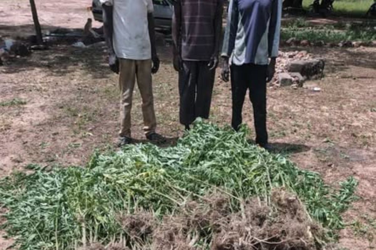 Trafic de chanvre indien : la Gendarmerie Nationale du Burkina Faso démantèle un réseau de cultivateurs