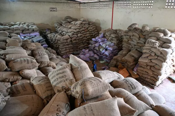 cacao
